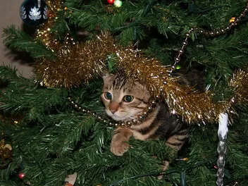 10 Vet-Verified Cat-Safe Christmas Tree Alternatives (With Pictures)