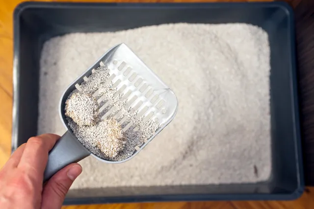 Why Does My Cat Pee In The Litter Box But Poop On The Floor? 9 Vet-Reviewed Reasons & Solutions
