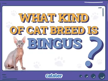 What Kind of Cat Breed is Bingus? Felines of Viral Videos