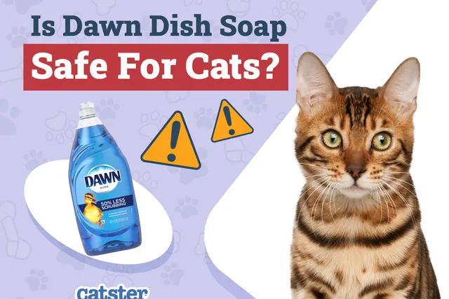 Is Dawn Dish Soap Safe for Cats? Bath Tips & Soap Alternatives