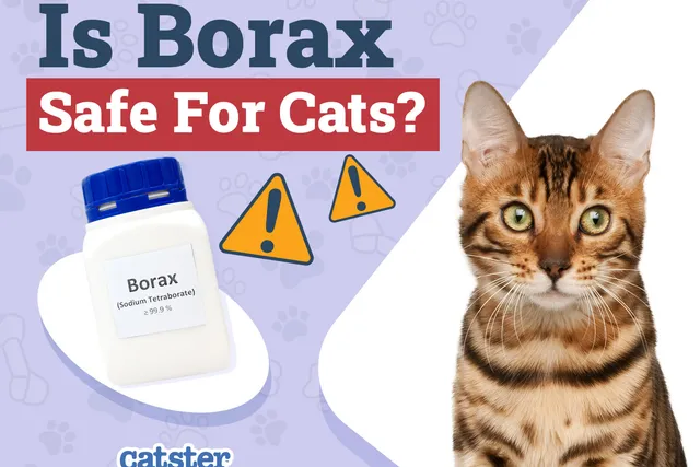 Is Borax Safe for Cats? Vet-Approved Safety and Usage Advice
