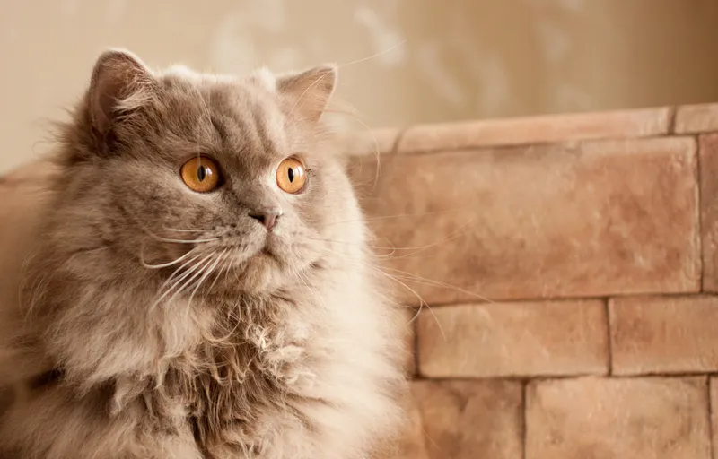 lilac british longhair cat