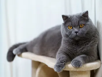 10 Best Cat Trees for Older Cats in 2026 - Reviews & Top Picks
