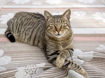 Tiger Cat: Info, Pictures, Facts & Origins