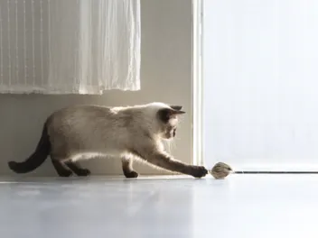 11 Best Toys for Active Cats in 2026 - Reviews and Top Picks
