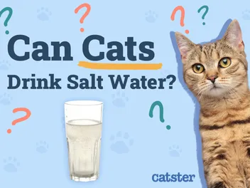 Can Cats Drink Salt Water? Vet-Reviewed Facts & Advice