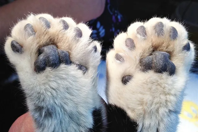 Who Is the World-Record Polydactyl Cat? Meet Paws!