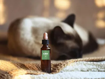 CBD Oil for Cats: What It Is, What It Isn’t & How It Works (Vet Answer)