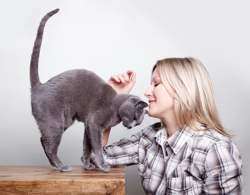 russian blue cat showing affection to the owner