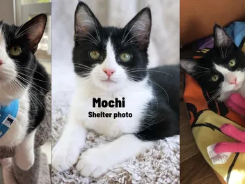 When Healing Goes Both Ways: Mochi’s Fight Against FIP and the Strength We Found Together