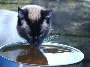 Why Do Cats Sometimes Drink Dirty Water? Vet-Verified Reasons, Risks & Prevention Tips