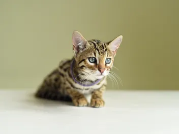 When Can Kittens Leave Their Mom? Vet-Verified Facts & FAQ