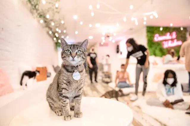 Get Your Coffee and Kitty Fix at Crumbs & Whiskers