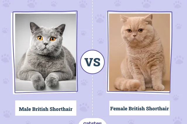 Male vs. Female British Shorthair: Principal Differences (With Pictures, Vet-Reviewed)