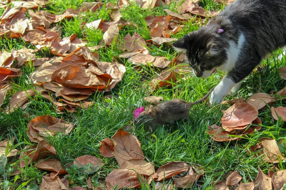 cat and rat in the grass