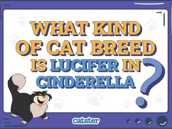 What Kind of Cat Breed Is Lucifer From Cinderella? Facts & Pictures