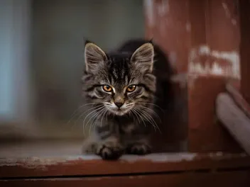Can Feral Cats Be Friendly? Vet-Reviewed Facts & Advice