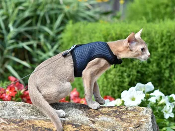 Why Do Cats Fall Over in a Harness? Our Vet Explains