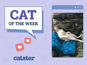 Catster Photo Contest: Cats of the Week Winners (July 10, 2025)