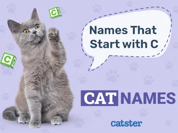200 Cat Names That Start with C for Your Lovely Pet