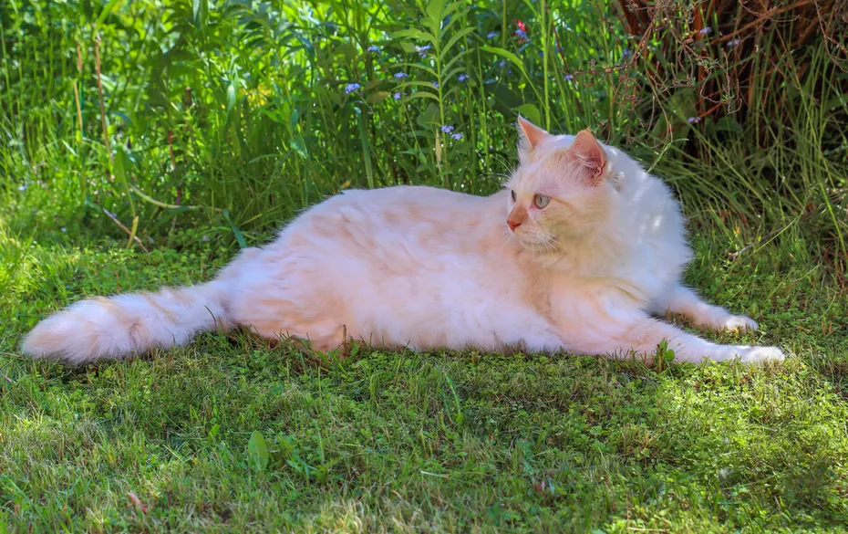 15 Turkish Angora Cat Colors & Patterns (With Pictures) — Catster