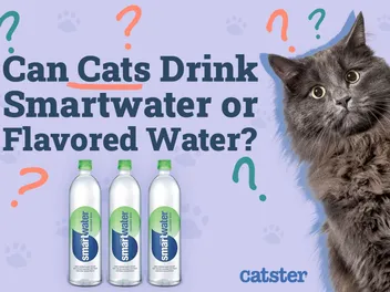 Can Cats Drink Smartwater or Flavored Water? Vet-Approved Nutritional Science & Advice