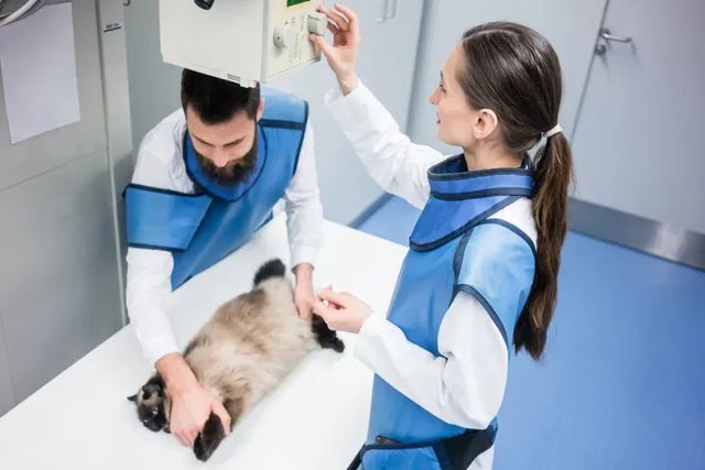 National Take Your Cat to the Vet Day 2026: When It Is & How to Particiapte