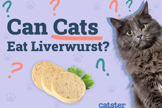 Can Cats Eat Liverwurst? Our Vet Answers & Explains