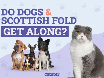 Do Scottish Fold Cats Get Along With Dogs? Vet-Verified Facts & FAQ