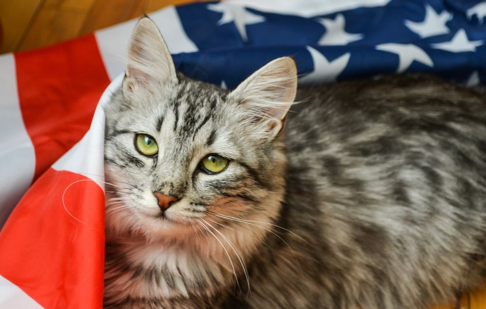 grey tabby on American flag, USA