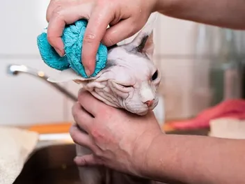 Can You Wash a Cat With Just Water? 6 Vet-Reviewed Tips & FAQs