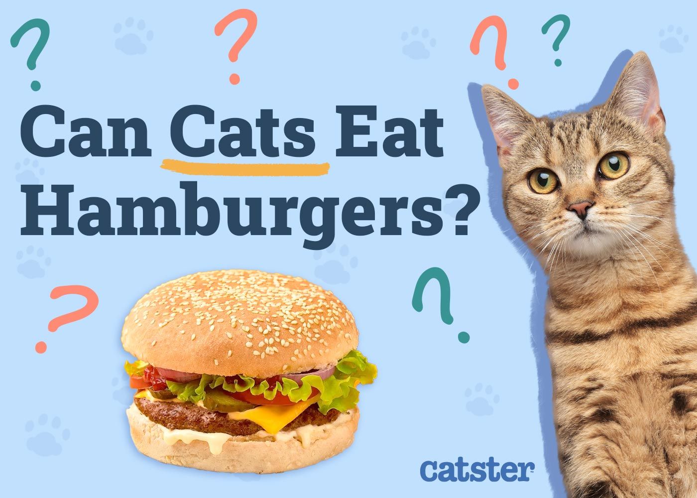 Can Cats Eat Hamburgers