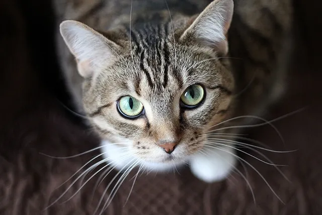 9 Interesting Facts About Cat Whiskers You Need to Know