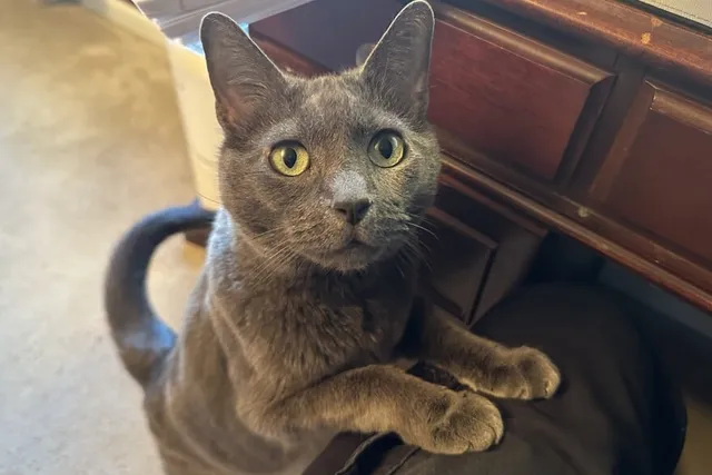 Working at Home With a Cat: Olga’s Pressure for an Early Dinner