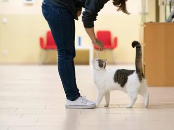 12 Important Questions to Ask When Adopting a Cat - Vet-Approved Tips & Advice