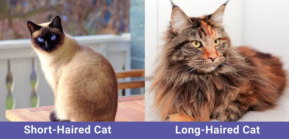 Short-Haired Cat VS Long-Haired Cat side by side