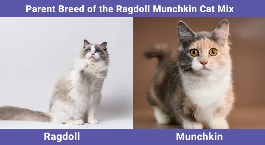 Parent Breed of the Ragdoll Munchkin Cat Mix