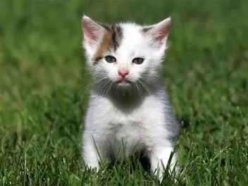 Why Feral Kittens Only Have Months to Learn Everything