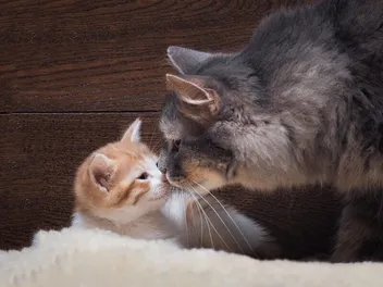 How to Get an Older Cat to Accept a Kitten: 7 Vet-Approved Steps