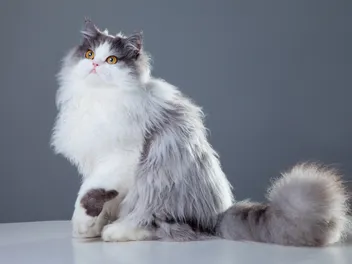 11 Cat Breeds With Fluffy Tails: Info, Pictures, Facts & History
