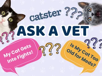 Ask Dr. Paola – Help! My Male Cat Gets Into Fights! (March 9, 2026)