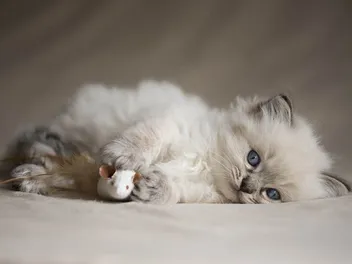 Ragdoll Kittens for Sale in New Jersey: Breeders List 2026