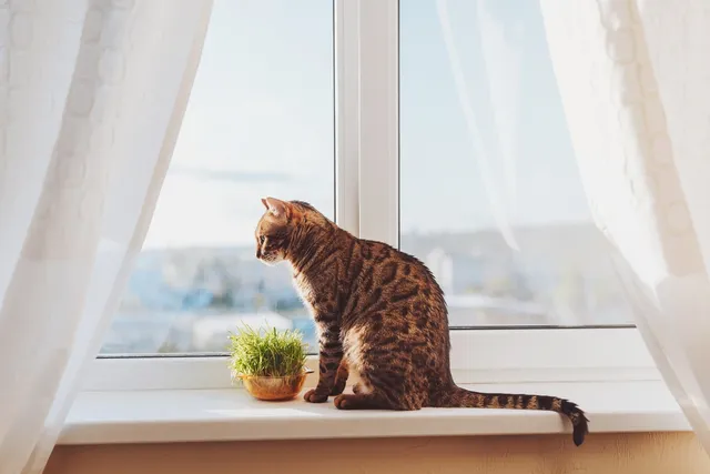 Do Cats Grieve When Another Pet Dies? 7 Signs Your Cat is Grieving & How to Help
