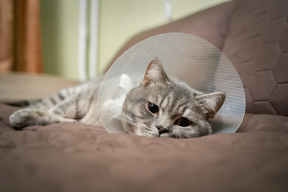 scottish fold cat wearing e-collar