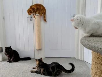 Dr. Karyn's Feline Tried and Tested Home Improvements