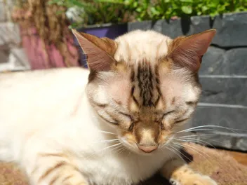 Can Cats Get Sunburn? Facts & Safety Tips (Vet Answer)