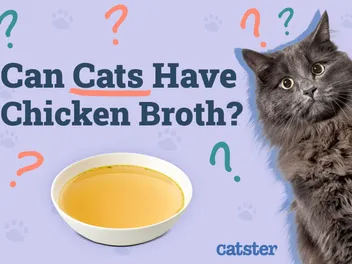 Can Cats Have Chicken Broth? Vet Reviewed Facts