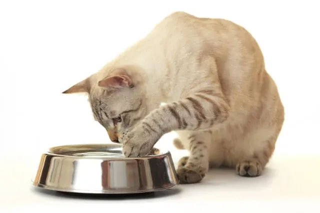 Why Does My Cat Paw at Her Water Bowl? 8 Vet-Reviewed Reasons