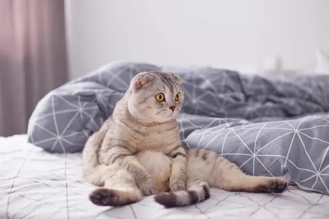 Why Do Scottish Fold Cats Sit Strangely? Vet-Reviewed Facts & FAQ