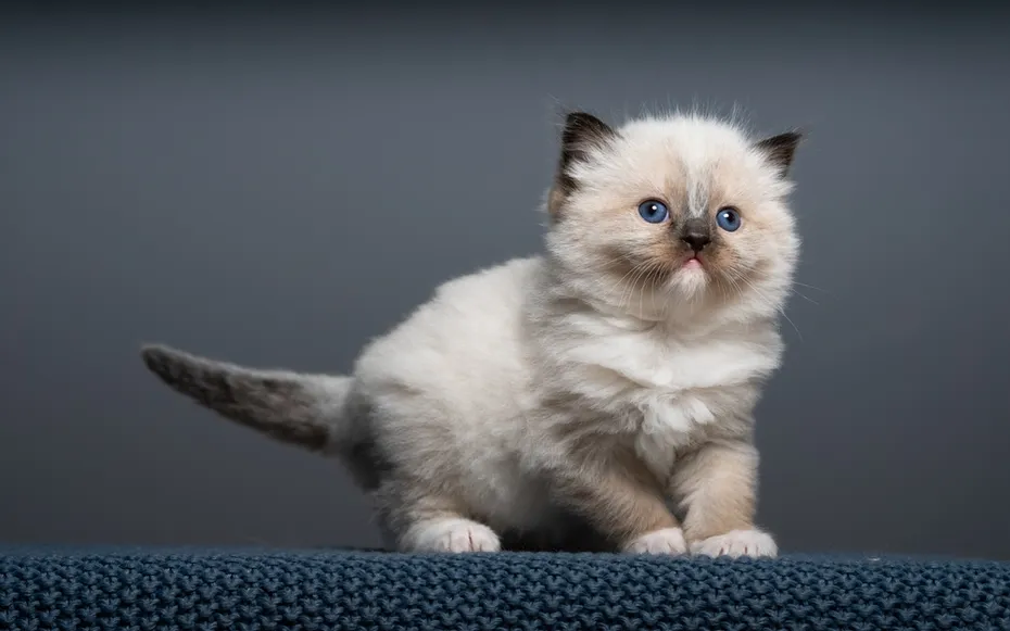 Mitted pattern Ragdoll cat